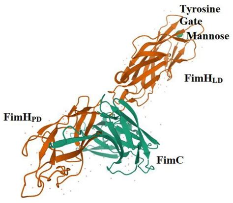 FimH and Anti-Adhesive Therapeutics | Encyclopedia MDPI