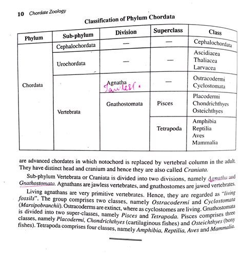 classification of phylum chordata - 10 Chordate Zoolog Classification of Phylum Chordata ...