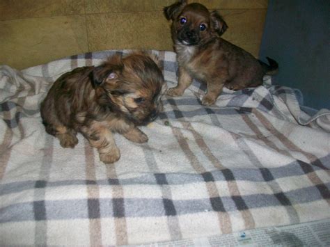 Shi Tzu yorky welpen in Ziertheim | Tiere | Kleinanzeigen