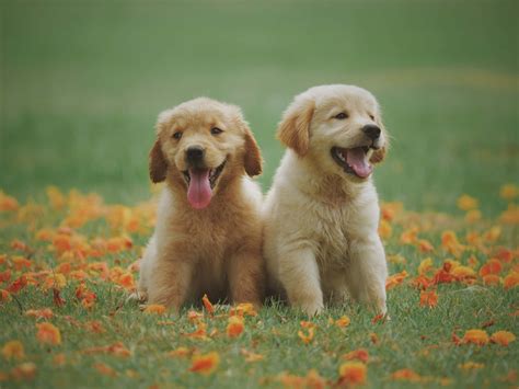 Download Cute Golden Retriever Puppy Picture | Wallpapers.com