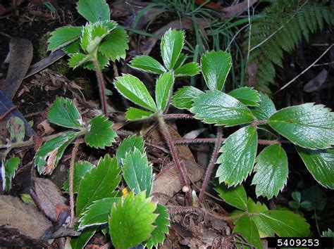beach strawberry (Fragaria chiloensis (L.) P. Mill.)