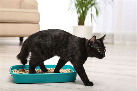 Why Is My Cat's Stomach So Noisy at Nichelle Hock blog