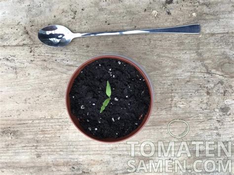 Anzuchtanleitung und Tipps zur Aussaat von Tomaten