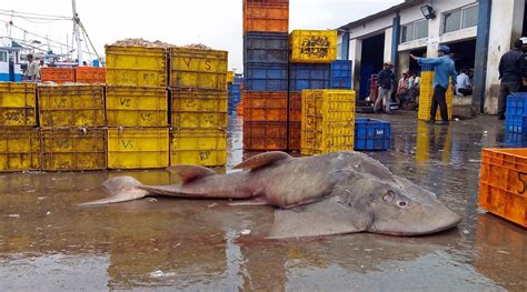 Shishir Rao, Ecologist | Nature inFocus