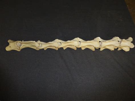 Giraffe Juvenile Vertebrae - SkeletonsAndSkullsSuperstore