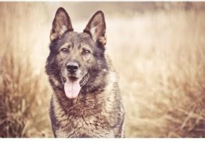 Royal Pixels Premium Poster Paper Print - Movies posters in India - Buy ...