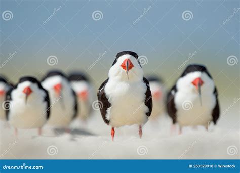 Black Skimmer Birds Perched on a Sandy Beach on the Blurry Background ...