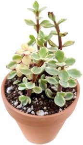 Cloud Farm Jade Plant Price in India - Buy Cloud Farm Jade Plant online ...