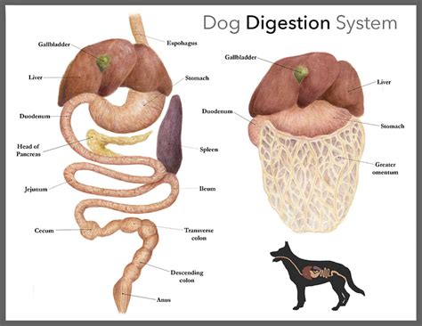 The Steps of a Dogs Digestive System 的图像结果