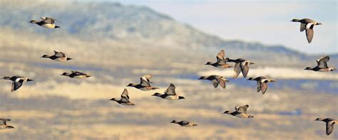 0_clear_lake_widgeon_flight_rooker.jpg | FWS.gov