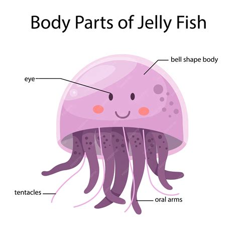 Jellyfish Anatomy For Kids