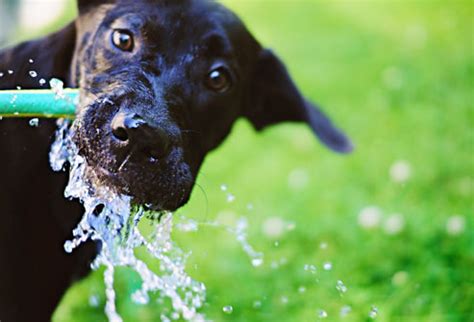 Backflow Prevention | City of Lauderhill