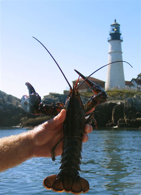 Lobster Fishing In Maine
