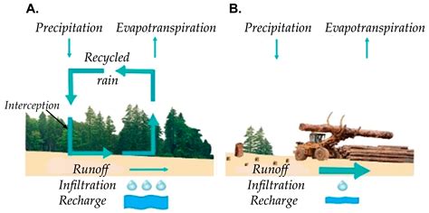 The Pine-Oak Forest of the Rio Conchos Basin, Mexico: Key to Rain ...