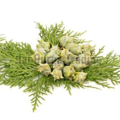 Cypress Oil Manufacturer,Cypress Oil Supplier and Exporter from Delhi India
