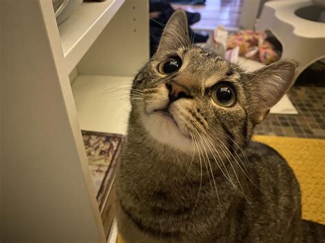 Hat Hub Script Pastebin 的图像结果