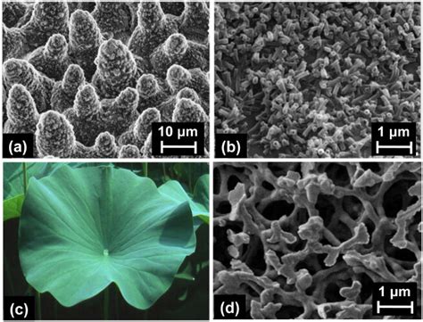 莲叶 的图像结果