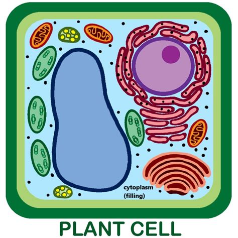 Label a Plant Cell Diagram Diagram | Quizlet