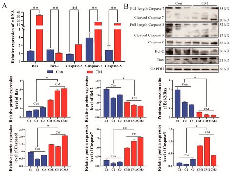 Activation of ARP2/3 and HSP70 Expression by Lipoteichoic Acid ...