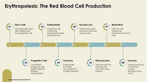 Image result for Explain Red Cell Production
