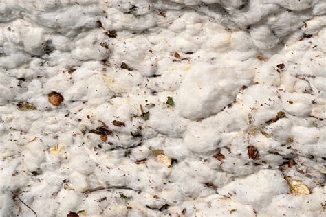 Image result for Loading Cotton Modules