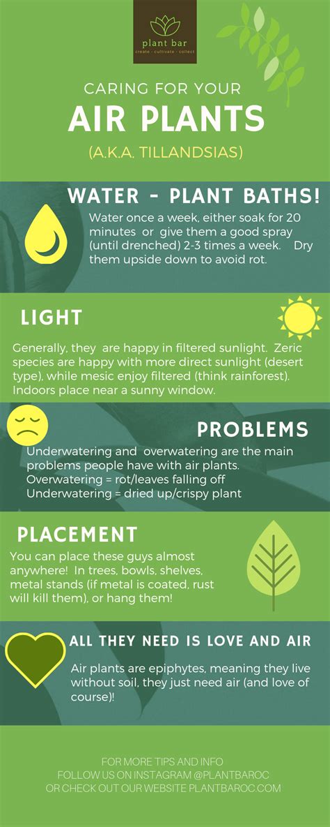 Air Plant Care 101 的图像结果