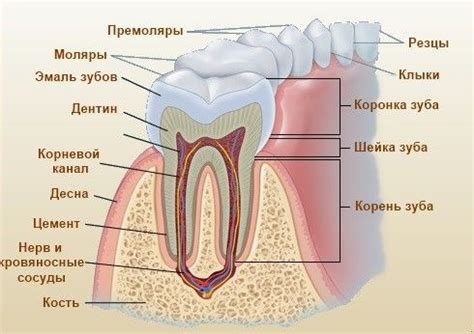 Дентин – это основная ткань зуба, покрытая зубной эмалью, то есть, по ...