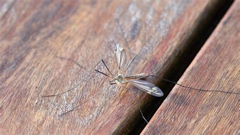 India to be testing ground for questionable genetic control of mosquitoes?