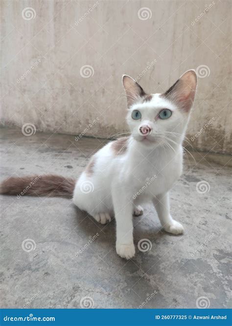 White stray cat 库存图片. 图片 包括有 çœ«, å…¨éƒ¨èµœæ³¨, è¿·è·¯è€… - 260777325