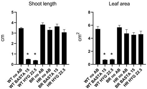 Evaluation of Antibiotic-Based Selection Methods for Camelina sativa ...