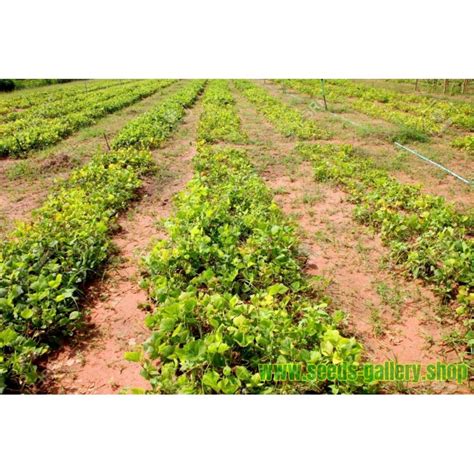 Image result for Yambohne