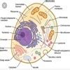 list down five part of cell! - Brainly.in