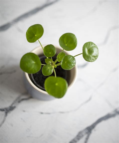 5 lucky houseplants to bring good fortune into your…