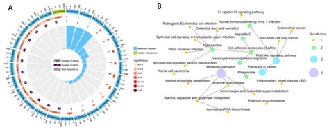 Identification of Body Size Determination Related Candidate Genes in ...