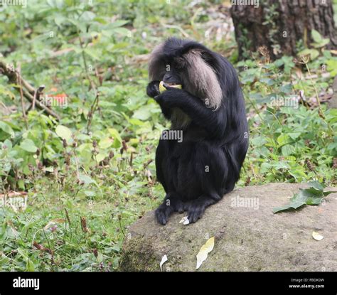 Close-up of an Indian Lion-tailed macaque or Wanderoo (Macaca silenus ...