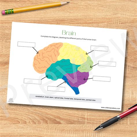 The brain anatomy labeling diagram – Critters Academy