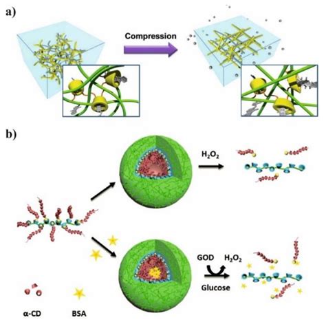Biocompatible Polymers Combined with Cyclodextrins: Fascinating ...