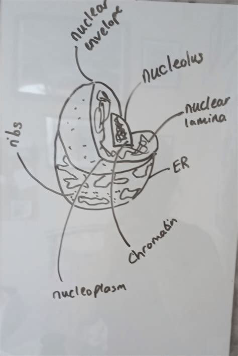 Nucleus Drawing