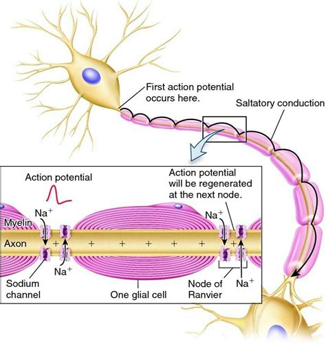 Saltatory Conduction Animation 的图像结果