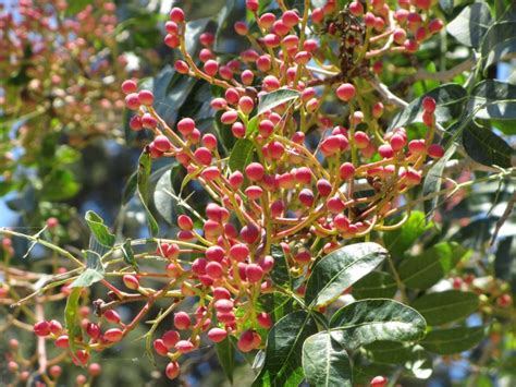 Pistacia atlantica - אלה אטלנטית, Mount Atlas Pistache, Mount Atlas ...