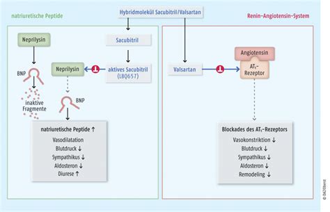 Bildergebnis für sacubitril wirkmechanismus