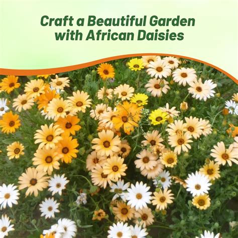 African Daisy Seed Mix For Planting - Wild Flower Seeds For Xeriscape ...
