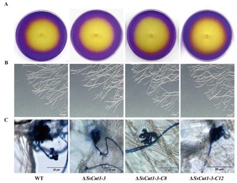 Sclerotinia sclerotiorum SsCut1 Modulates Virulence and Cutinase Activity