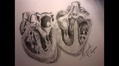 Realistic Heart Drawing at PaintingValley.com | Explore collection of Realistic Heart Drawing