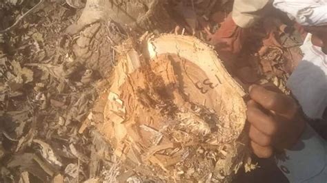 MP: Teak Trees Being Chopped Down In Bajna, Bijawar Forest Range Of ...