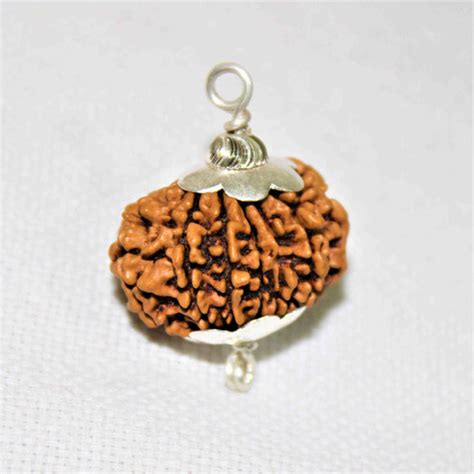 1-21 Mukhi Rudraksha | Himalaya Rudraksha Anusandhan Kendra