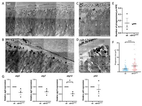Involvement of Oxidative and Endoplasmic Reticulum Stress in RDH12 ...
