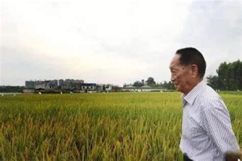 袁隆平先生去世，中国失去了那一粒宝贵的粮食|论文|杂交水稻|袁隆平_新浪新闻