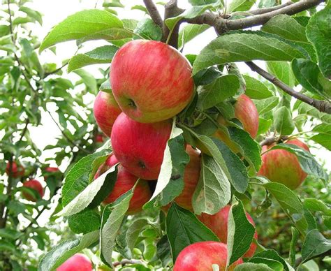 Apple Tree 的图像结果