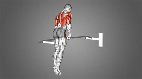 How Muscles Grow Animation 的图像结果